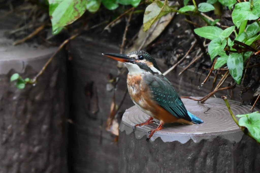 用水路・来たゝ！カワセミ♀若 