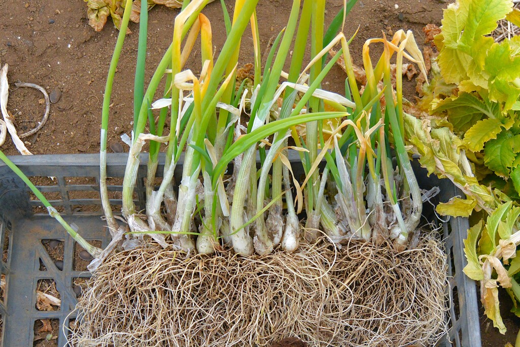 菜園・冬枯れの深谷ネギ