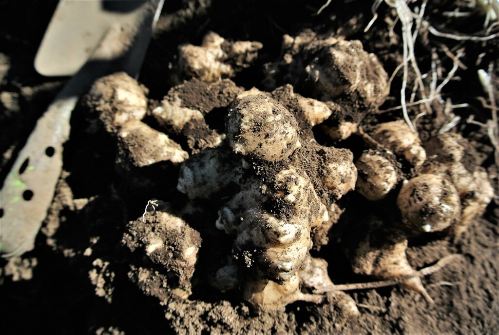 掘り上げたキクイモ