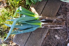 菜園・シモニタネギ