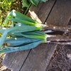 菜園・シモニタネギ