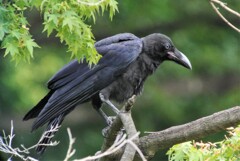 神社のハシブトガラスひな