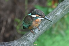 用水路・初確認のカワセミ♀若鳥 