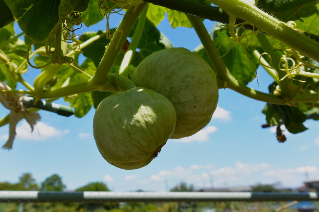 菜園・8月3日 (双子のカボチャ)