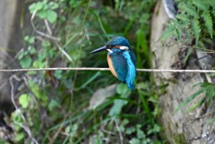 都内S川・カワセミ♂ 
