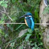 都内S川・カワセミ♂ 