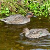 K川・エクリプス羽から冬羽へと・・