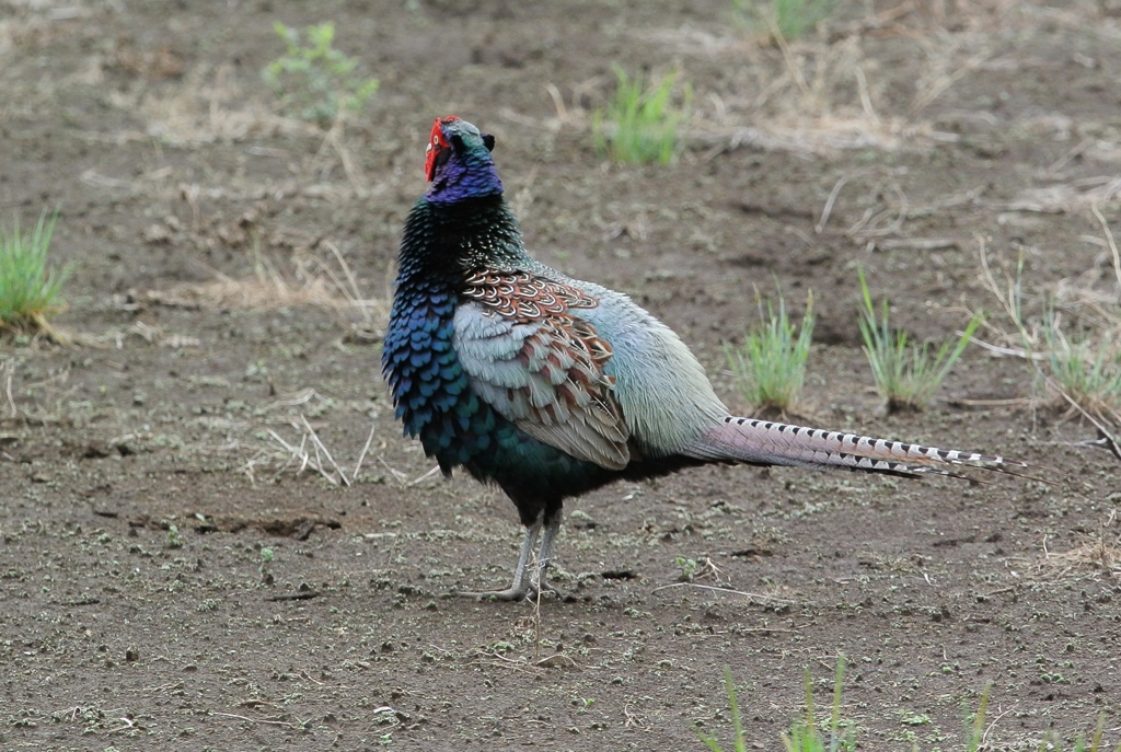 菜園・キジ♂