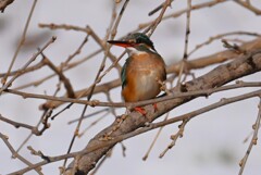 K川・上流のカワセミ♀A 