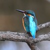 K川中流域・カワセミ♂ 