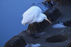 K川上流域・捨て石の穴で魚を探すダイサギ