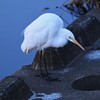 K川上流域・捨て石の穴で魚を探すダイサギ
