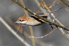 K川下流域・モズ♀飛び出し