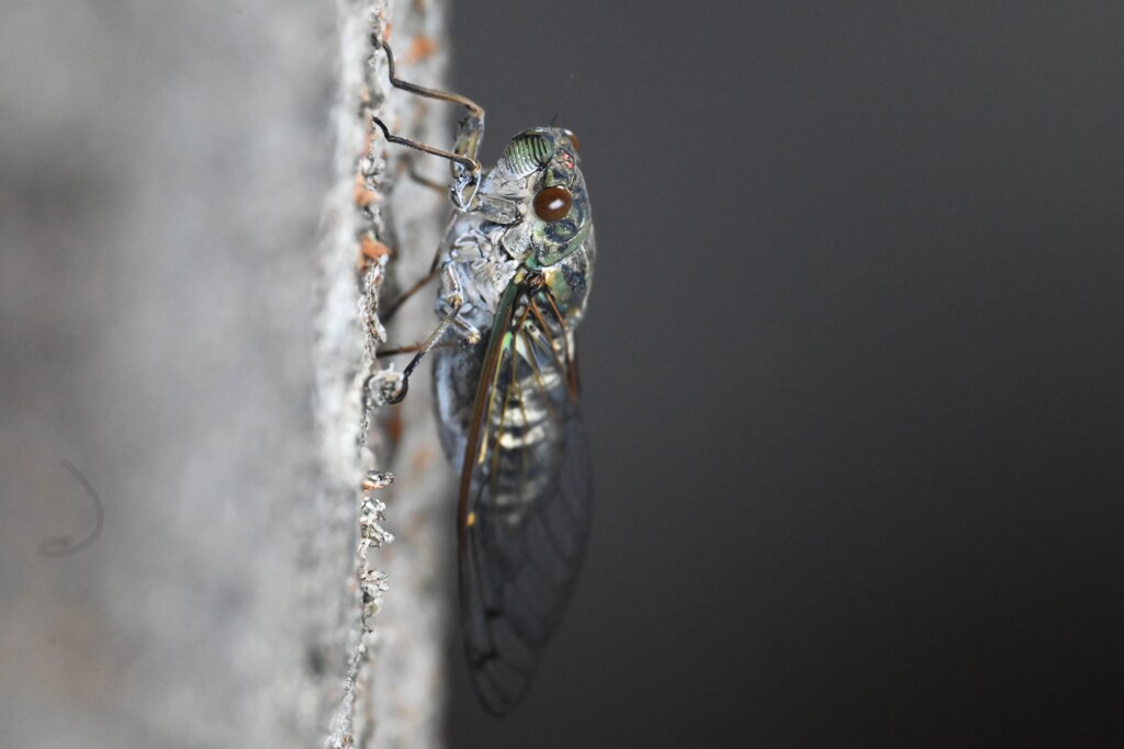 ツクツクボウシ個体A.