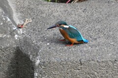 K川・カワセミ♀若.