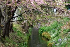 用水路・3月15日河津桜開花状況