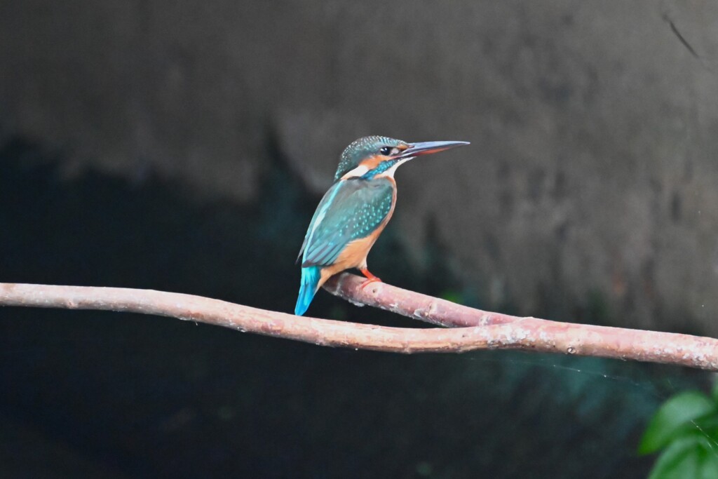 用水路・カワセミ♀若鳥