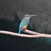 用水路・カワセミ♀若鳥