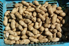 菜園・おおまさり試し掘り