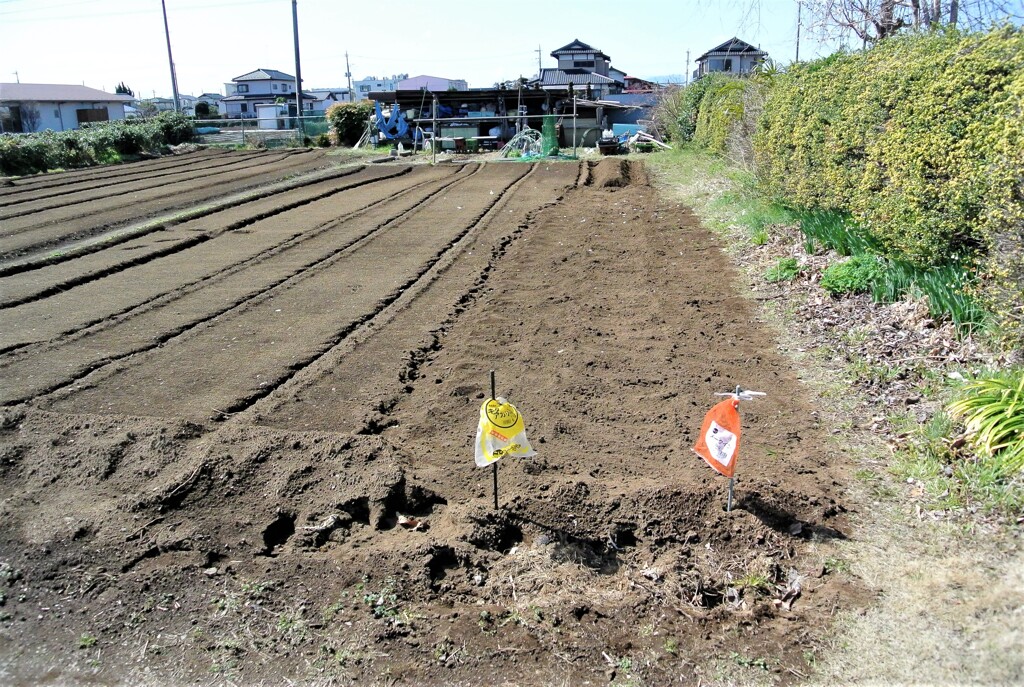 キタアカリとメイクイーン植え込み作業後.