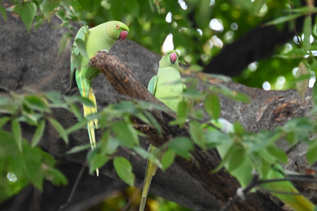 用水路・ワカケホンセイインコ（巣穴近辺の3羽）