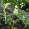 用水路・ワカケホンセイインコ（巣穴近辺の3羽）