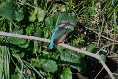 K川・水溜りのカワセミ♀が帰って来た！