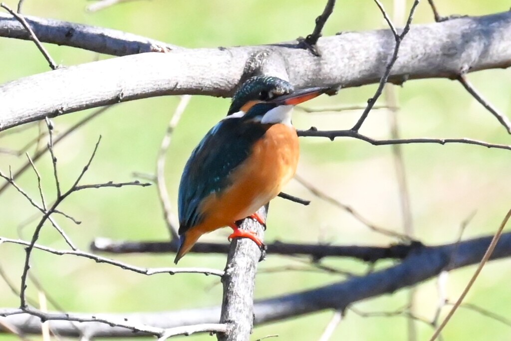 K川・上流域のカワセミ♀ 