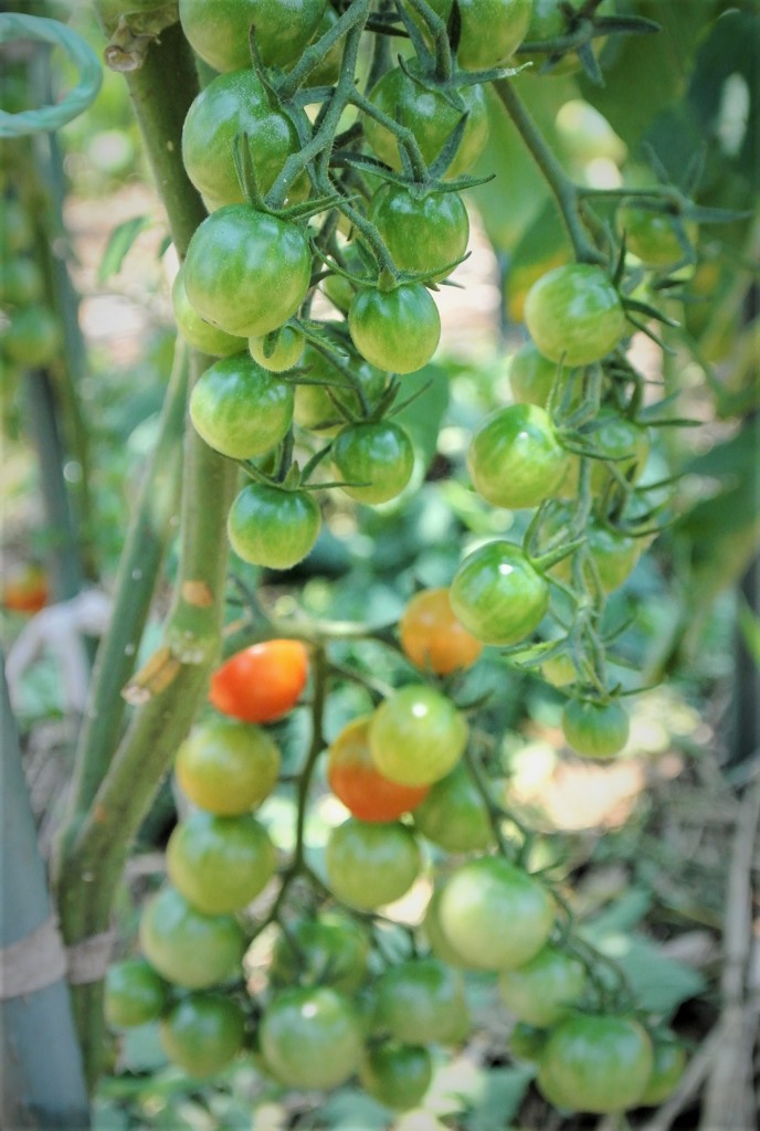 熟れるのをひたすら待つミニ