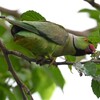 K川・尻尾の無いワカケホンセイインコ