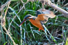 K川下流域・カワセミ♀若落とした魚を探す