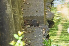 用水路・カワセミの岸壁にドブネズミが・・