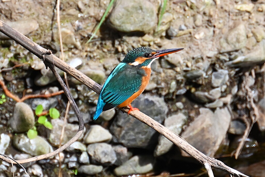 Ｋ川中流域・カワセミ♀若後ろ姿