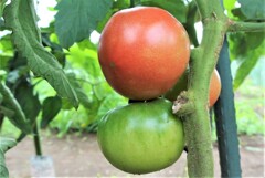 大玉トマトも熟れ始め