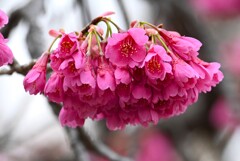 3月14日 (K川沿道・カンヒザクラ)