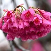 3月14日 (K川沿道・カンヒザクラ)