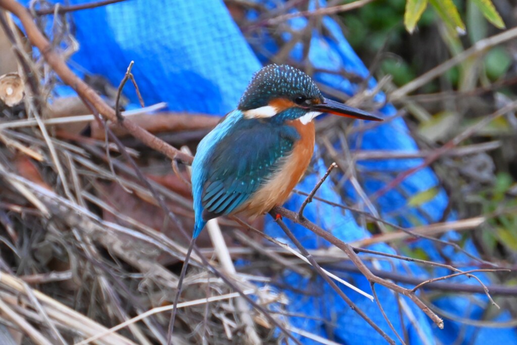 都内公園・カワセミ♀..
