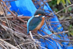 都内公園・カワセミ♀..