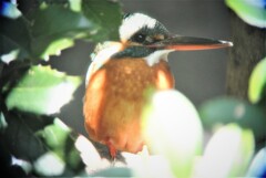 カワセミ♀・ついに彼女が来た‼（茂みから出て来ない）