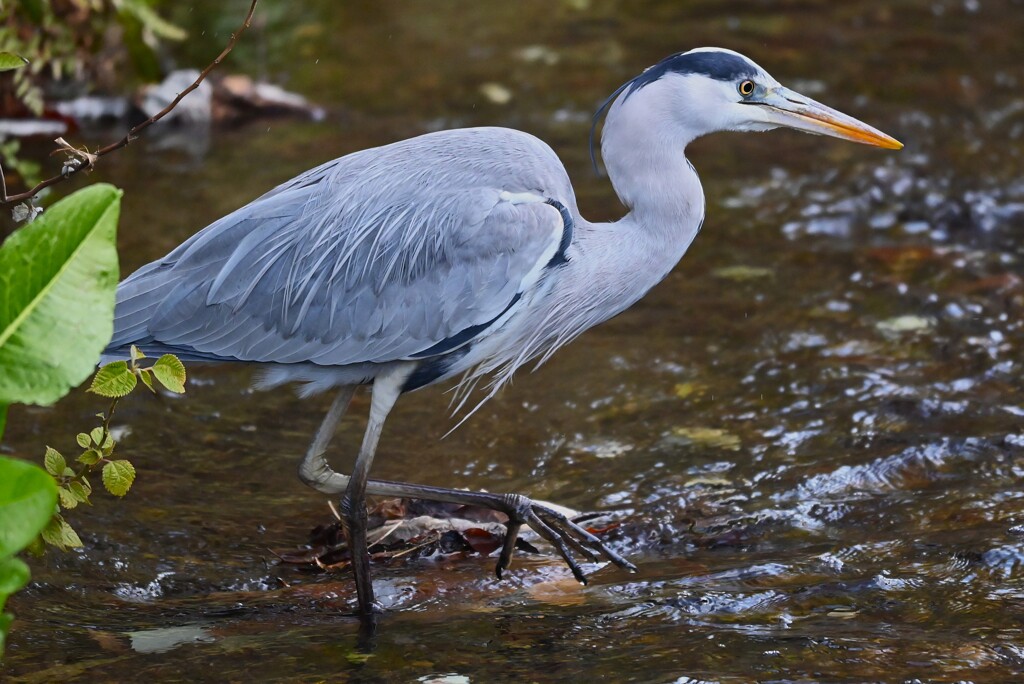 用水路・アオサギ