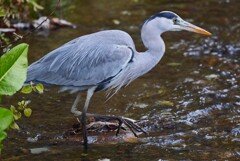 用水路・アオサギ