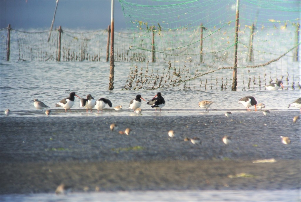 ミヤコドリのいる干潟風景