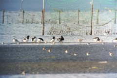 ミヤコドリのいる干潟風景