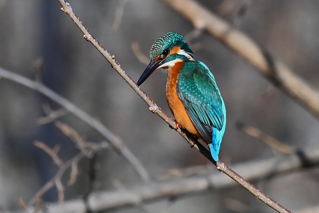 Ｋ川中流域・カワセミ♂若