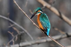 Ｋ川中流域・カワセミ♂若