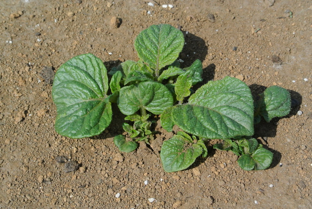 ダンシャクの芽