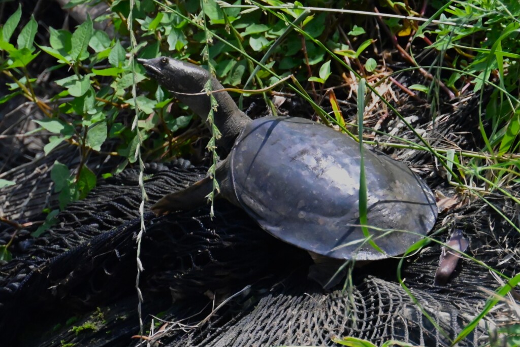 K川・スッポン（4匹目）