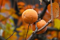 連絡道・色付く葉と柿の実