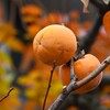 連絡道・色付く葉と柿の実