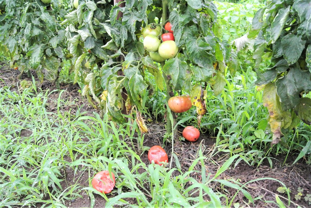雨続きで落ちたトマト